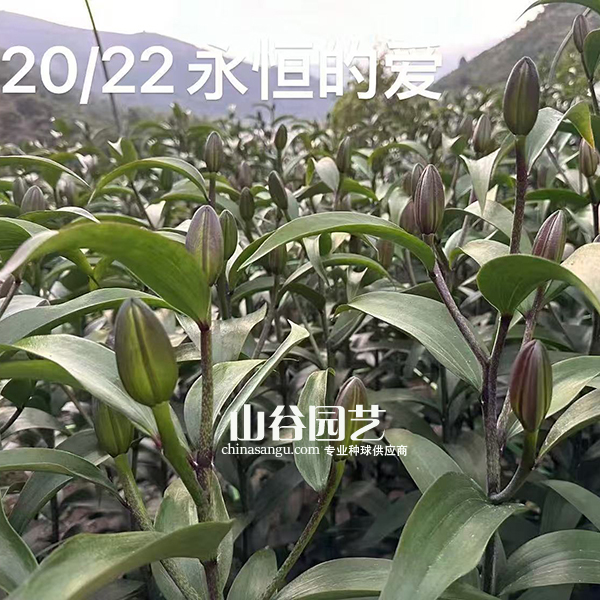 创世大发-百合