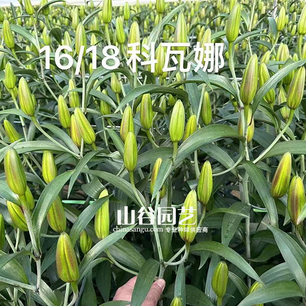 创世大发-百合