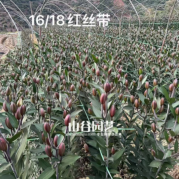 创世大发-百合