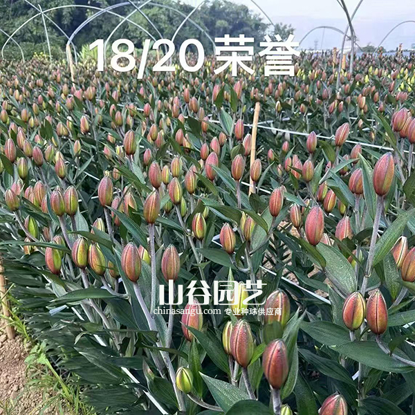 创世大发-百合