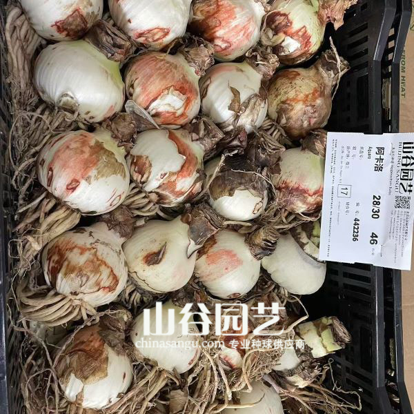 创世大发-朱顶红