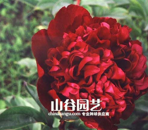 创世大发-芍药