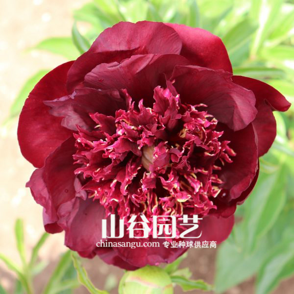 创世大发-芍药