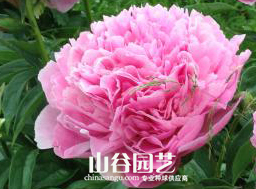 创世大发-芍药