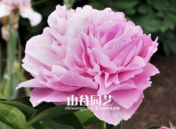 创世大发-芍药