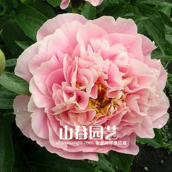 创世大发-芍药