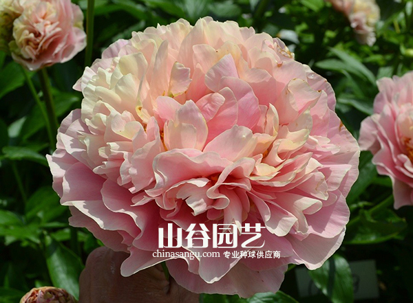 创世大发-芍药