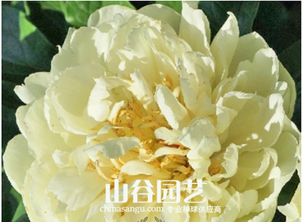 创世大发-芍药
