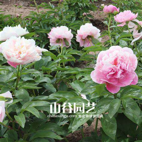 创世大发-芍药