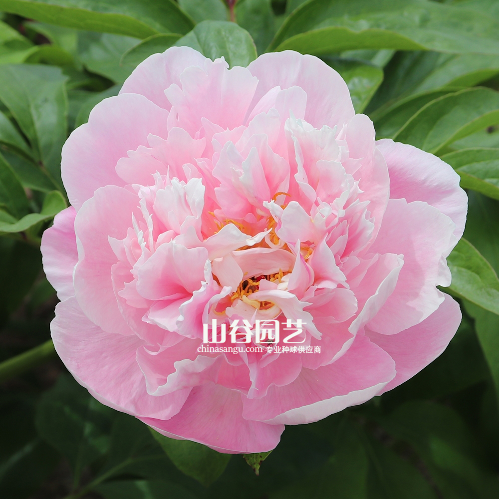 创世大发-芍药