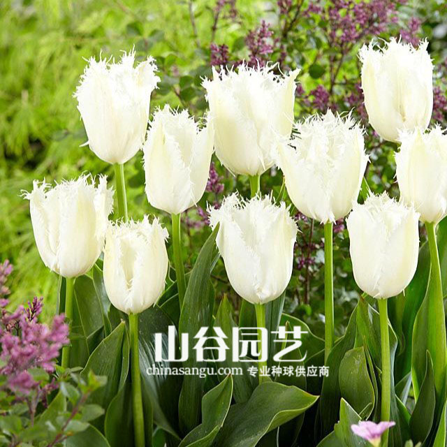 创世大发-郁金香