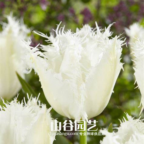 创世大发-郁金香