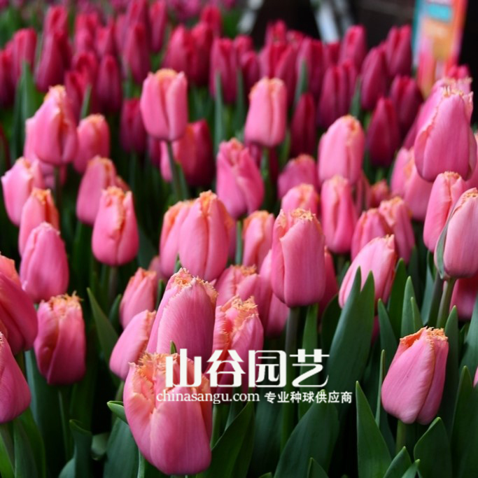 创世大发-郁金香