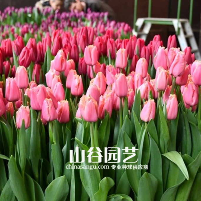 创世大发-郁金香