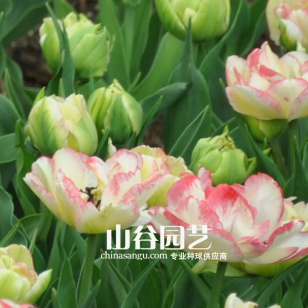 创世大发-郁金香