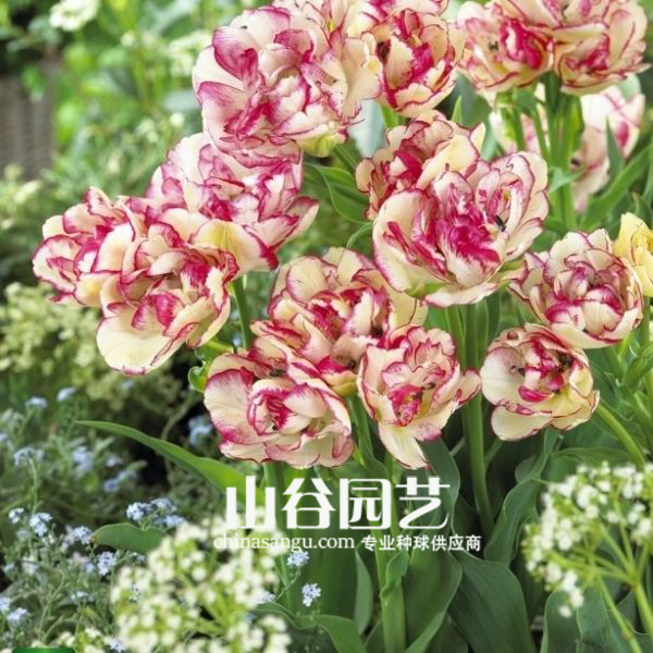 创世大发-郁金香