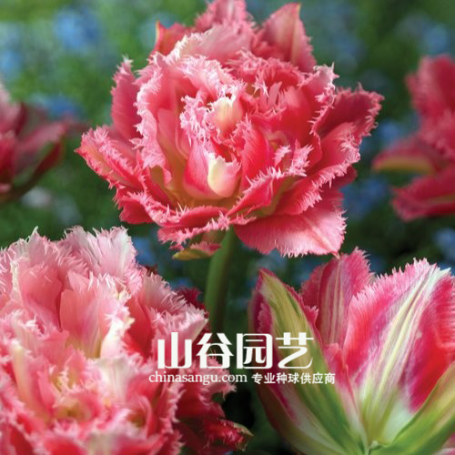创世大发-郁金香