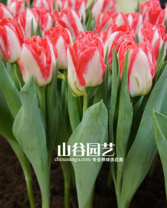 创世大发-郁金香