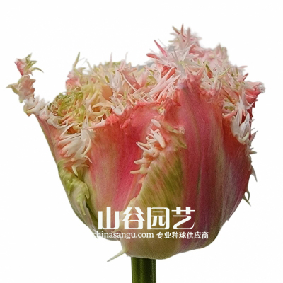 创世大发-郁金香