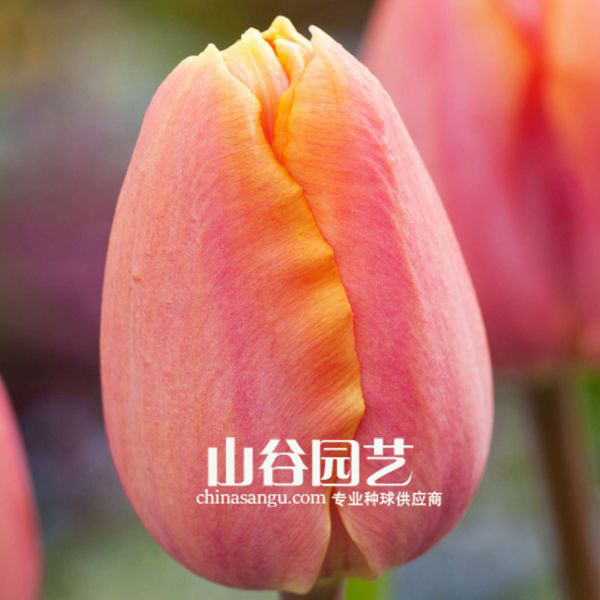 创世大发-郁金香