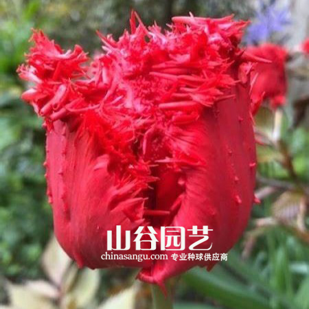 创世大发-郁金香