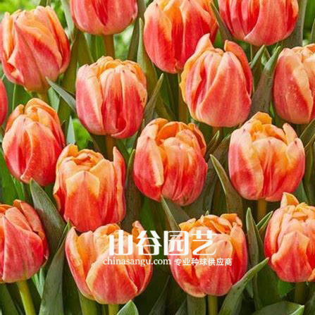 创世大发-郁金香