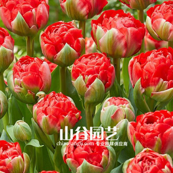 创世大发-郁金香