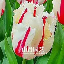 创世大发-郁金香