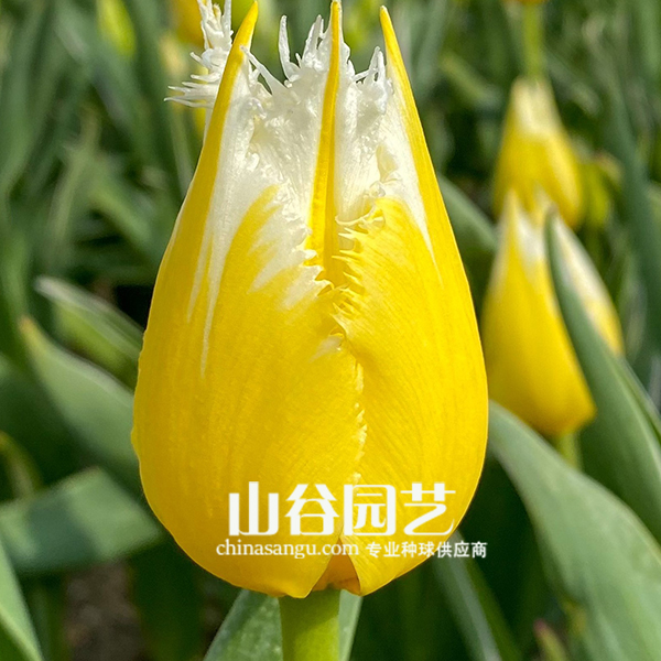 创世大发-郁金香