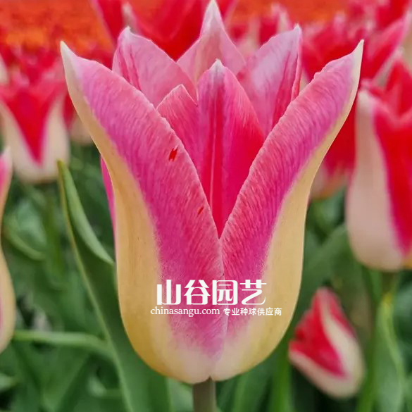 创世大发-郁金香