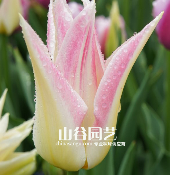 创世大发-郁金香