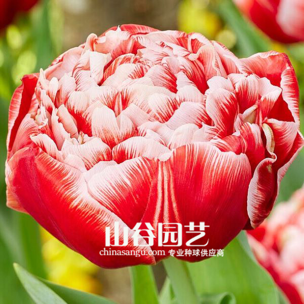 创世大发-郁金香