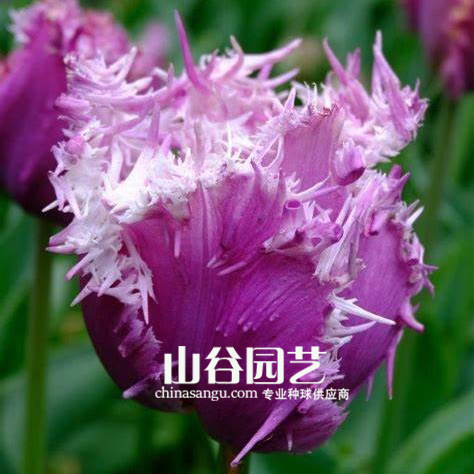 创世大发-郁金香