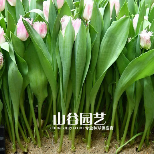 创世大发-郁金香
