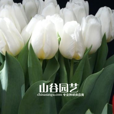 创世大发-郁金香