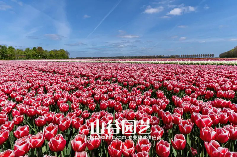 创世大发-郁金香