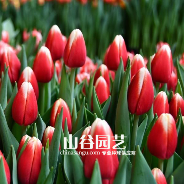 创世大发-郁金香