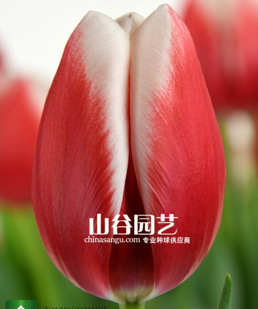 创世大发-郁金香
