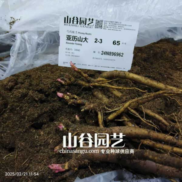 创世大发-芍药