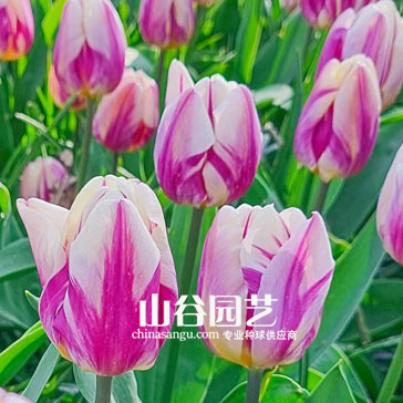 创世大发-郁金香