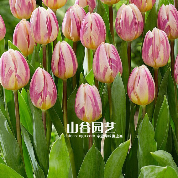 创世大发-郁金香