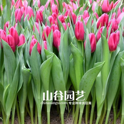 创世大发-郁金香