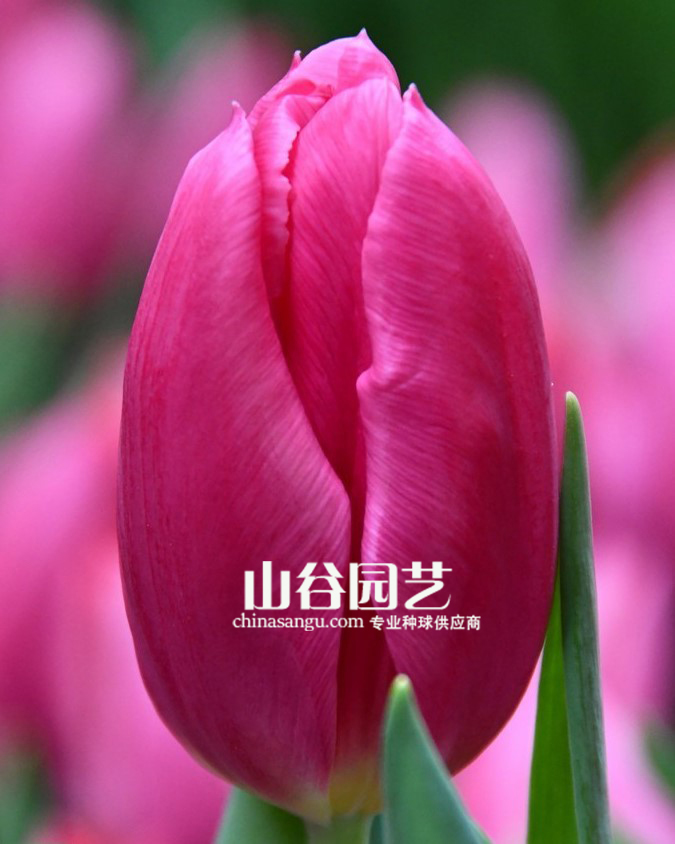 创世大发-郁金香