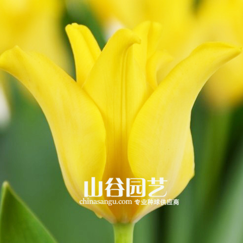 创世大发-郁金香