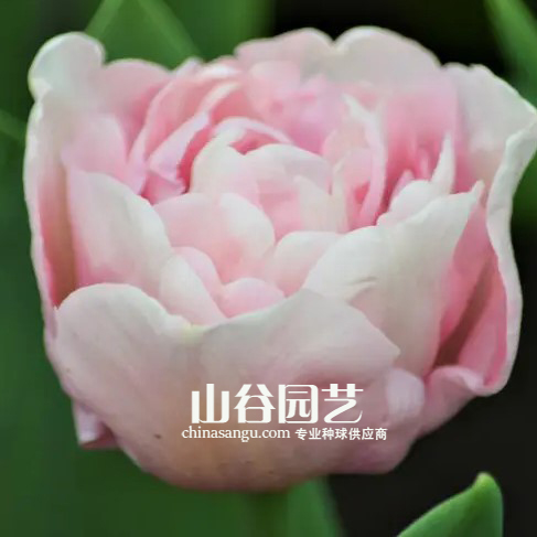 创世大发-郁金香