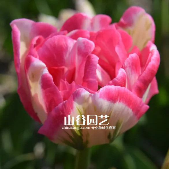 创世大发-郁金香