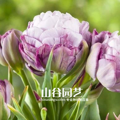 创世大发-郁金香