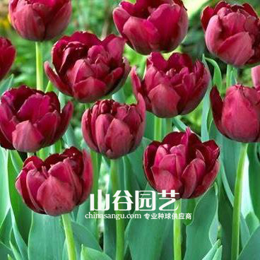 创世大发-郁金香