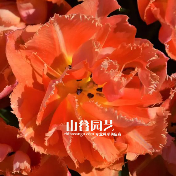 创世大发-郁金香