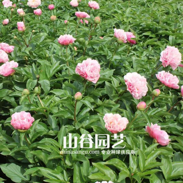创世大发-芍药